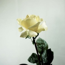 ROSA CAROLINE BLANCA 68 cm