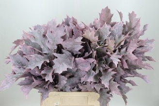QUERCUS PAINT PINK FROSTED