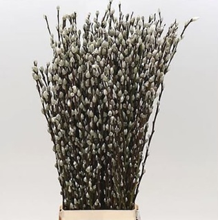 PUSSY WILLOW 100 CM