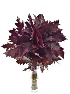 QUERCUS CERISE FROSTED