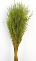 FINE GRASS 50cm VERDE OLIVA 69
